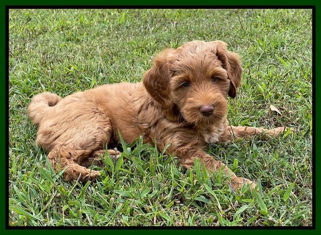 Bree Patrick pups 7 wks old 161