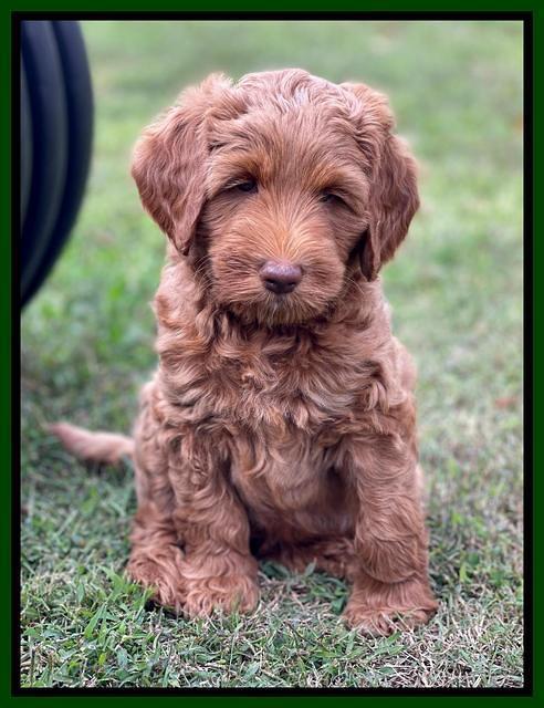 Bree Patrick pups 7 wks old 171