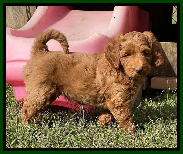 Bree Patrick pups 7 wks old 181