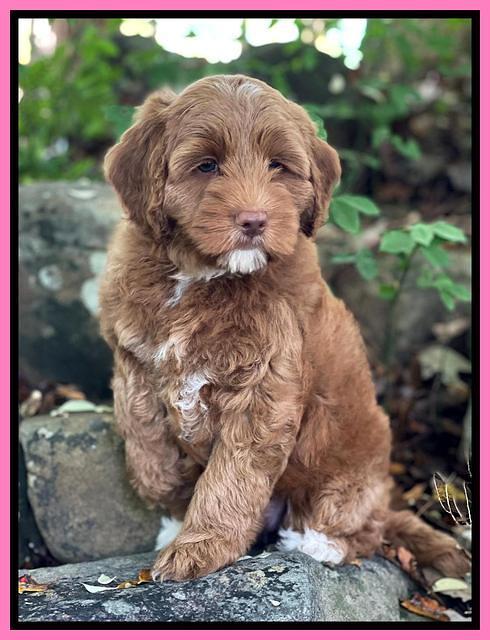 Bree Patrick 8 wks old 21