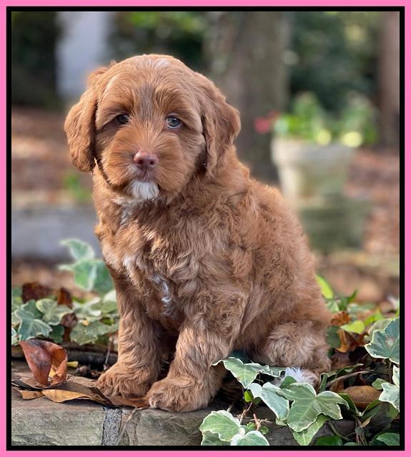 Bree Patrick 8 wks old 51