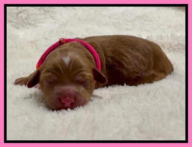 Bree Patrick Newborn 111