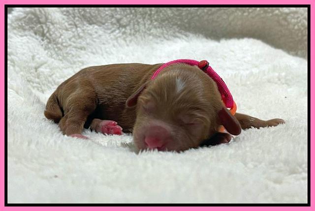 Bree Patrick Newborn 91