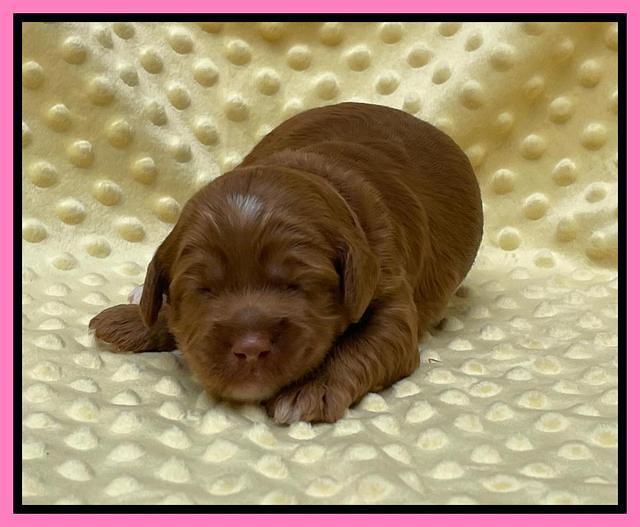 Bree Patrick pups 2 wks old 91