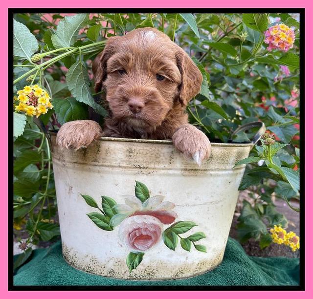 Bree Patrick pups 5 wks old 241