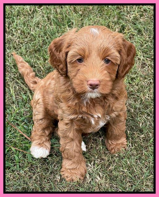 Bree Patrick pups 7 wks old 201