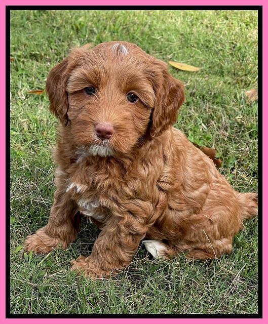 Bree Patrick pups 7 wks old 221