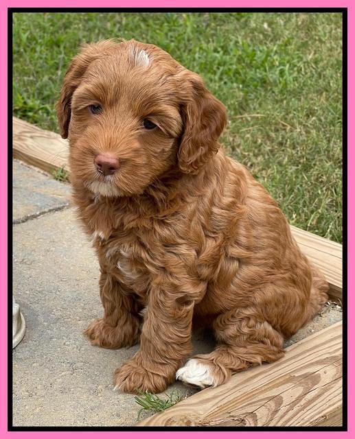 Bree Patrick pups 7 wks old 231
