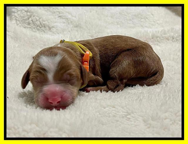 Bree Patrick Newborn 171