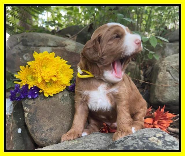 Bree Patrick pups 3 wks old 201