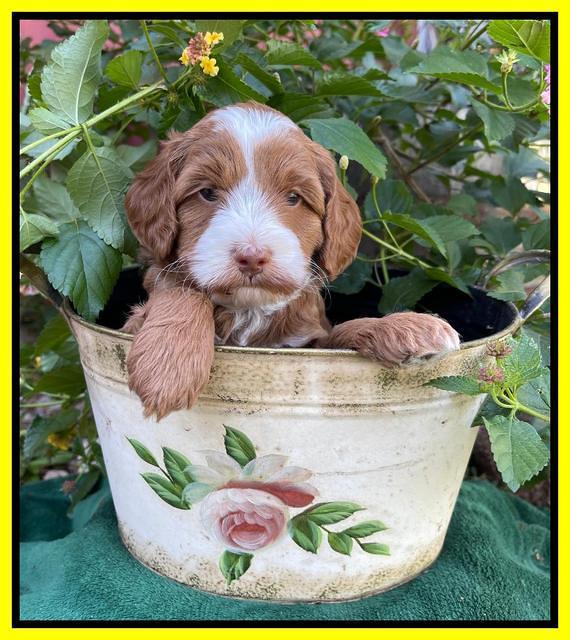 Bree Patrick pups 5 wks old 251