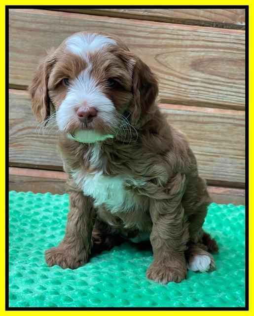 Bree Patrick pups 6 wks old 261
