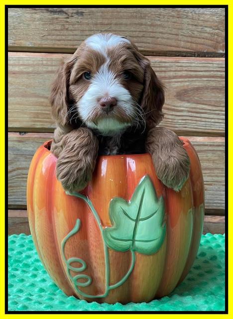Bree Patrick pups 6 wks old 271