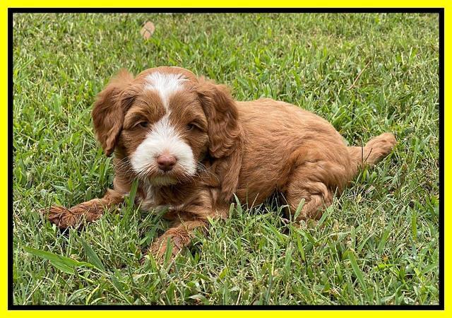 Bree Patrick pups 6 wks old 301