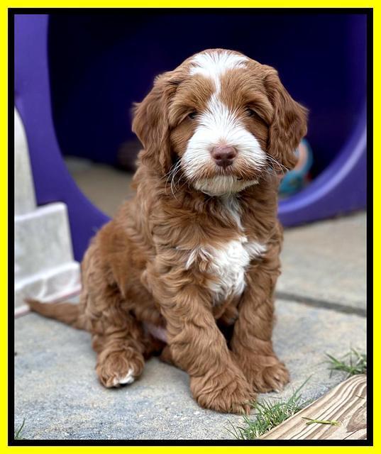 Bree Patrick pups 7 wks old 251