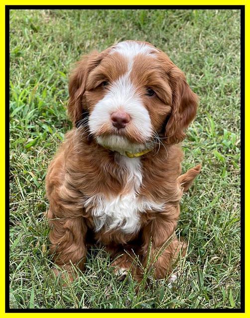 Bree Patrick pups 7 wks old 271
