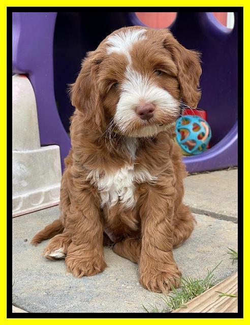 Bree Patrick pups 7 wks old 281