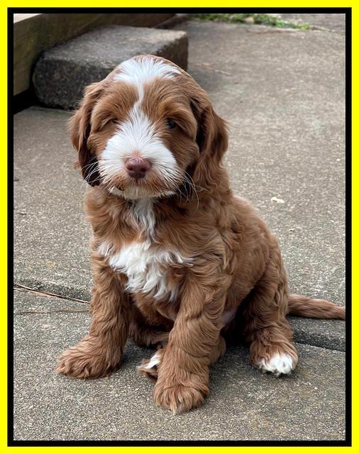 Bree Patrick pups 7 wks old 291