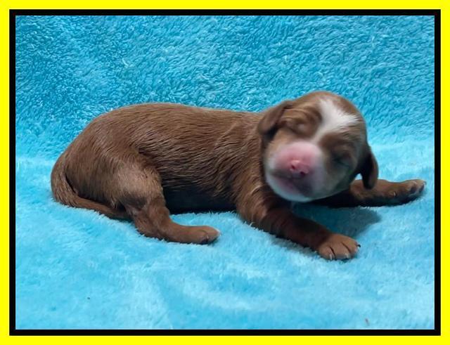 Bree Patrick pups1 week old 211