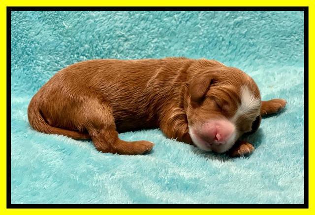 Bree Patrick pups1 week old 221