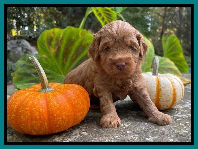 Bree Patrick pups 4 wks old 271