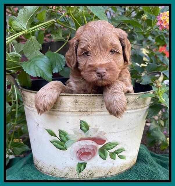 Bree Patrick pups 5 wks old 331