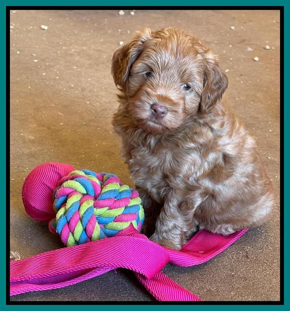 Bree Patrick pups 6 wks old 341