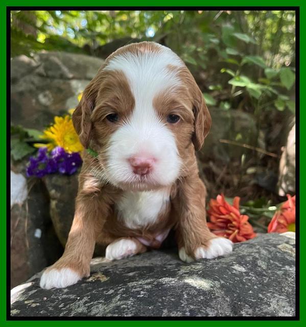 Bree Patrick pups 3 wks old 261