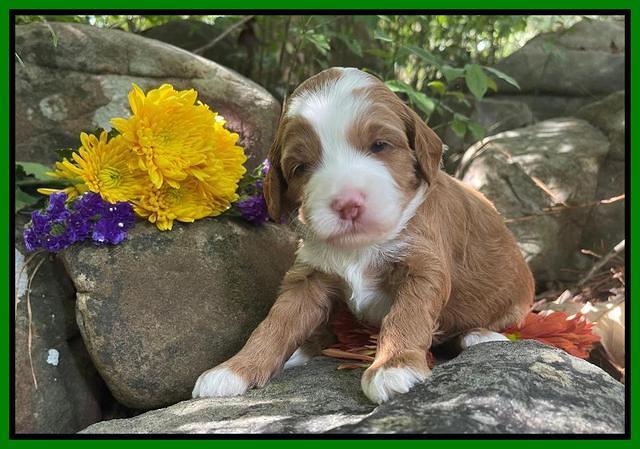 Bree Patrick pups 3 wks old 291