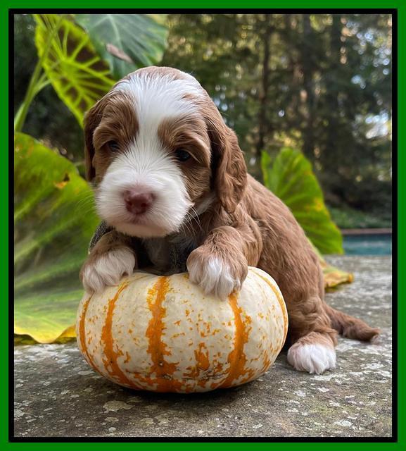 Bree Patrick pups 4 wks old 301