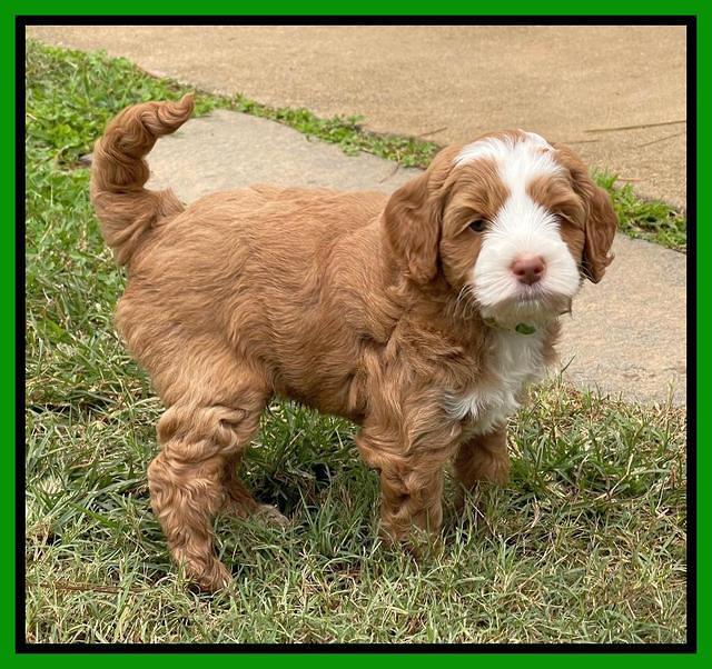 Bree Patrick pups 6 wks old 451