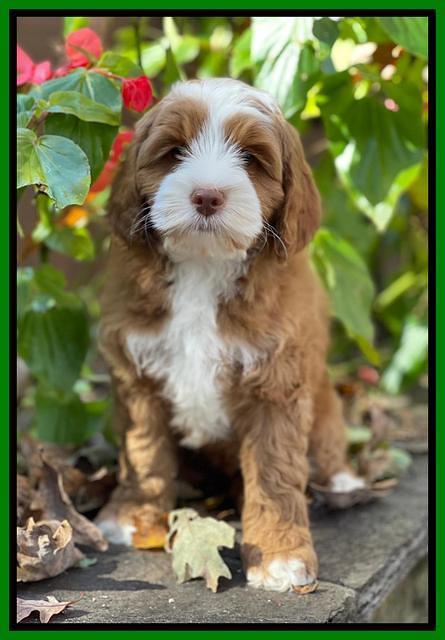 Bree Patrick pups 8 wks old 5152