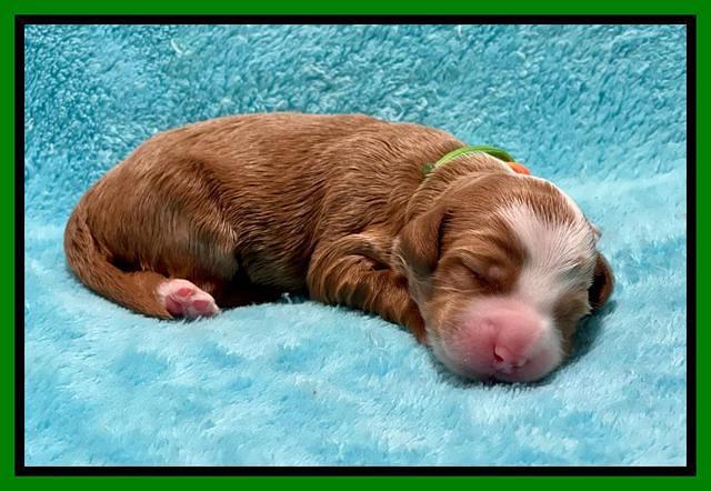 Bree Patrick pups1 week old 111