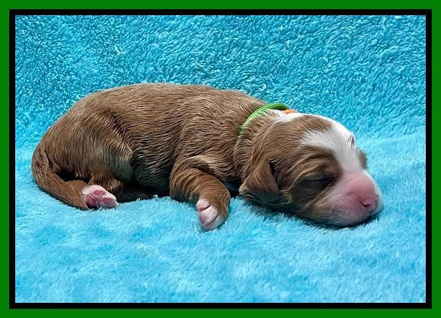 Bree Patrick pups1 week old 71