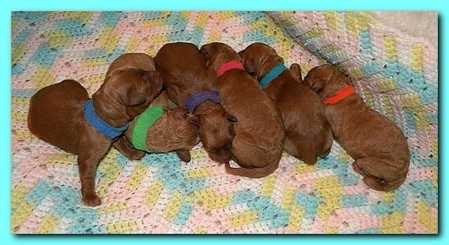 Bries newborn puppies1 7 26 09 007