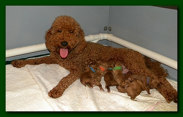 Bries puppies 1 day old pink hearts mom 002