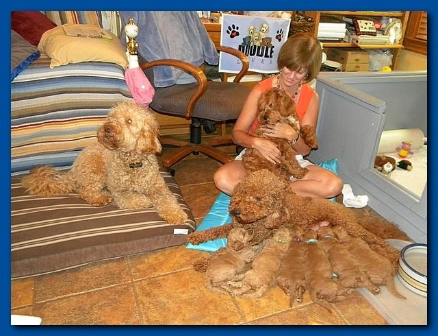 Bries puppies 3 weeks old 001