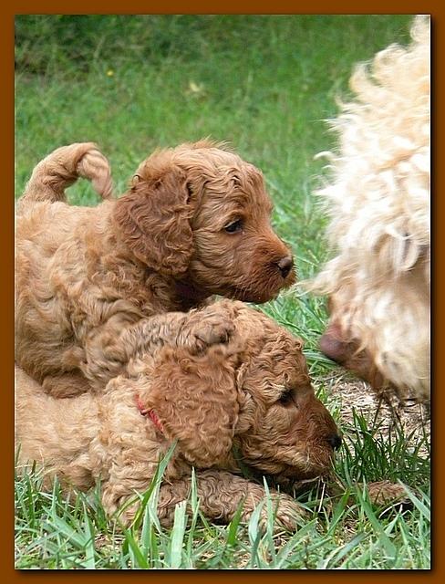 Bries puppies 5 weeks outside playground 2 003