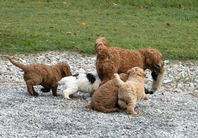 Bries pups outside early morning playing 6 weeks old 006
