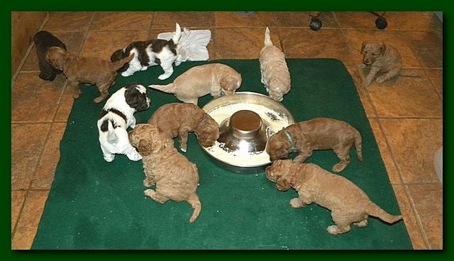 Gizzie Roux puppies 4 weeks old eating and playtime 018