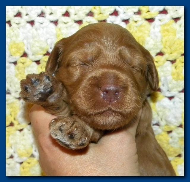 Bries puppies 2 weeks old yellow blanket 012