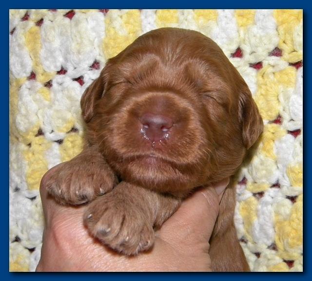 Bries puppies 2 weeks old yellow blanket 071