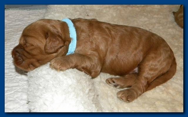 Bries puppies 2 weeks old yellow blanket 073