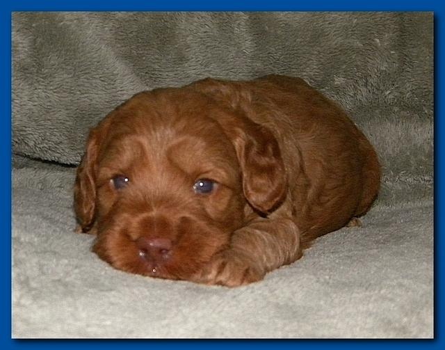 Bries puppies 3 weeks old 010