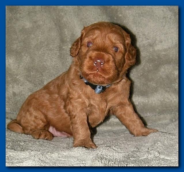 Bries puppies 3 weeks old 012