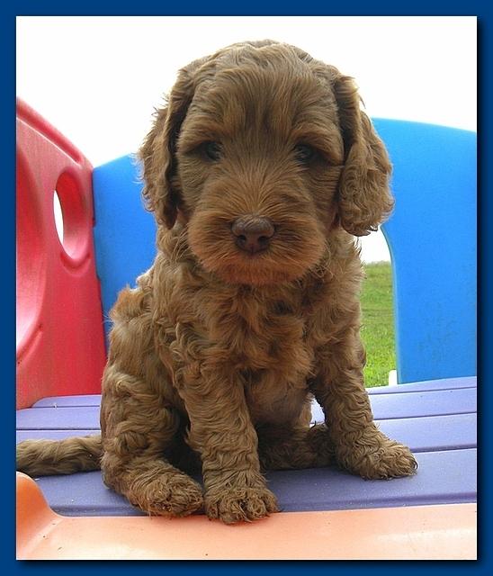 Bries puppies 5 weeks outside playground 006