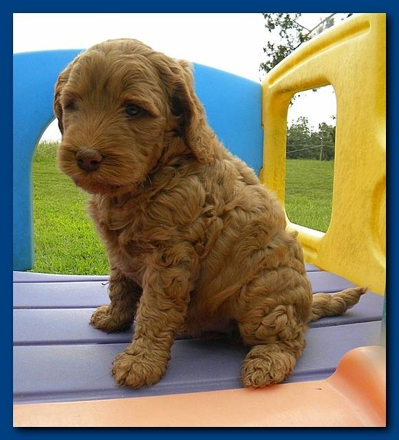 Bries puppies 5 weeks outside playground 010