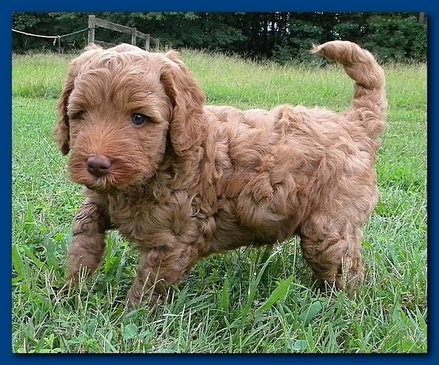 Bries puppies 5 weeks outside playground 2 008