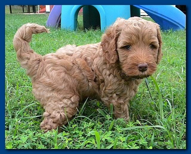 Bries puppies 5 weeks outside playground 2 010