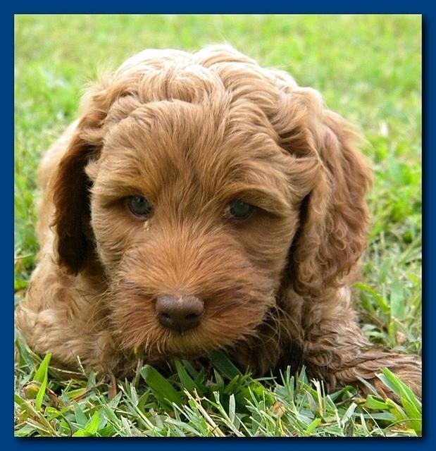 Bries puppy faces 7 weeks 012